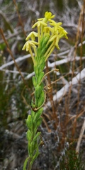 Lyperia lychnidea