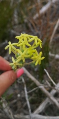Lyperia lychnidea