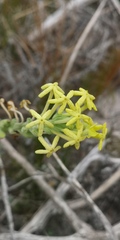 Lyperia lychnidea
