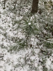 Pinus sibirica
