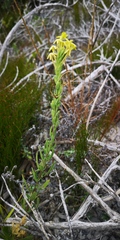 Lyperia lychnidea