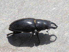 Lucanus barbarossa