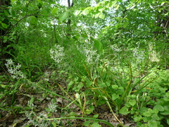 Ornithogalum boucheanum