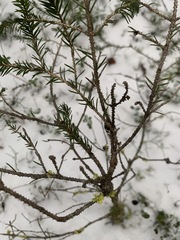 Picea obovata