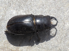 Lucanus barbarossa