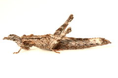 Keyacris