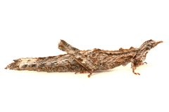 Keyacris