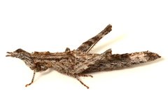 Keyacris