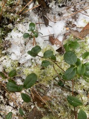 Vaccinium vitis-idaea