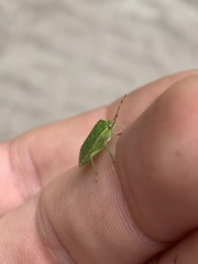 Sinopla perpunctatus