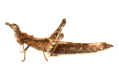 Keyacris
