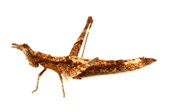 Keyacris