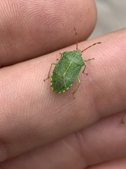 Sinopla perpunctatus