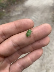 Sinopla perpunctatus