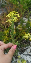 Lyperia lychnidea