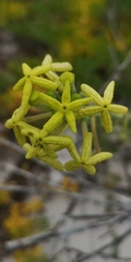 Lyperia lychnidea