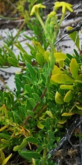 Lyperia lychnidea