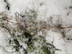 Equisetum sylvaticum