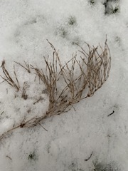 Equisetum sylvaticum