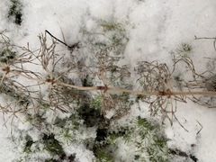 Equisetum sylvaticum