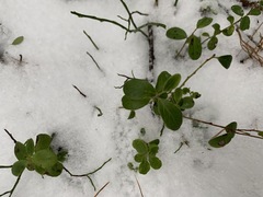 Vaccinium vitis-idaea