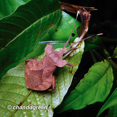 Dalader planiventris