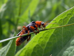 Cantharis annularis