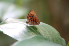 Taxila haquinus