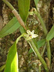 Scaphyglottis modesta