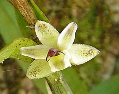 Scaphyglottis modesta