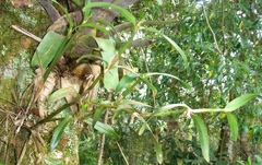 Scaphyglottis modesta