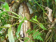 Scaphyglottis modesta