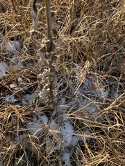Cirsium heterophyllum