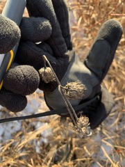 Cirsium heterophyllum