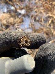 Cirsium heterophyllum