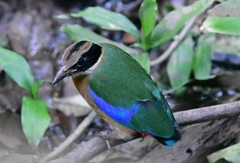 Pitta moluccensis
