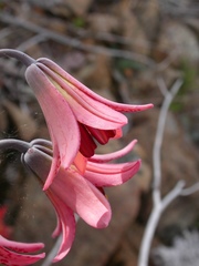 Lilium bolanderi