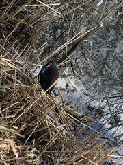 Gallinula chloropus