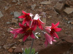 Lilium bolanderi