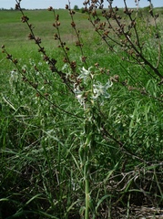 Ornithogalum boucheanum