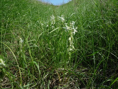 Ornithogalum boucheanum
