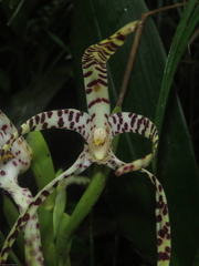 Maxillaria speciosa