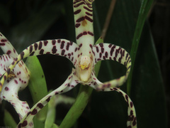 Maxillaria speciosa