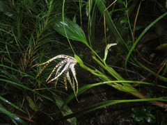 Maxillaria speciosa