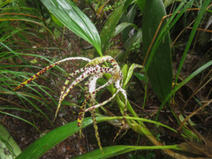 Maxillaria speciosa