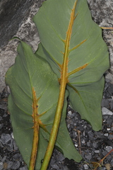 Uromyces caladii