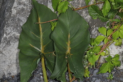 Uromyces caladii