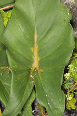 Uromyces caladii
