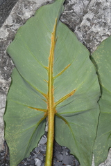 Uromyces caladii