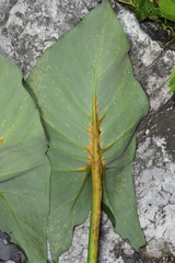 Uromyces caladii